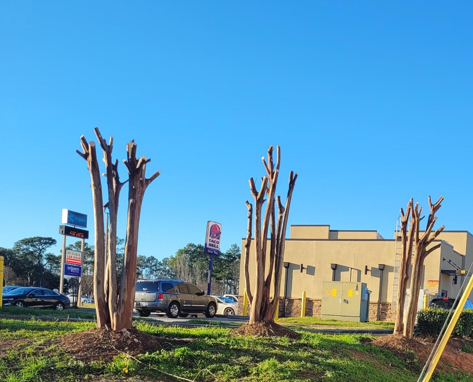 Tree branches being professionally trimmed